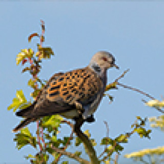 Afbeelding voor Goldcrest Nature Tours - Dagexcursies