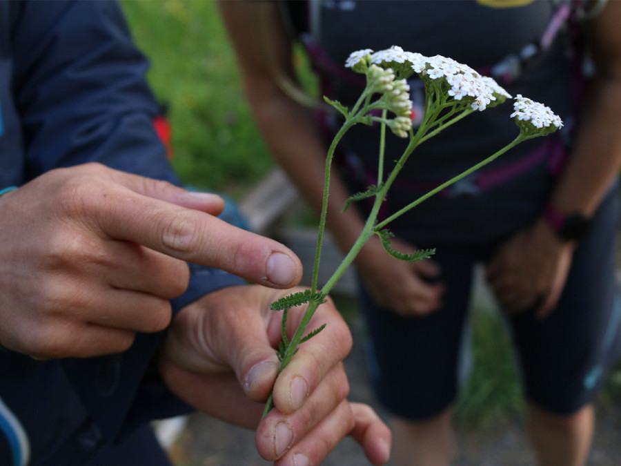 Flora in Morzine