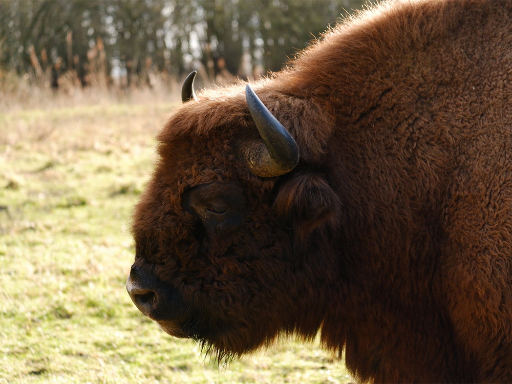 Wisent