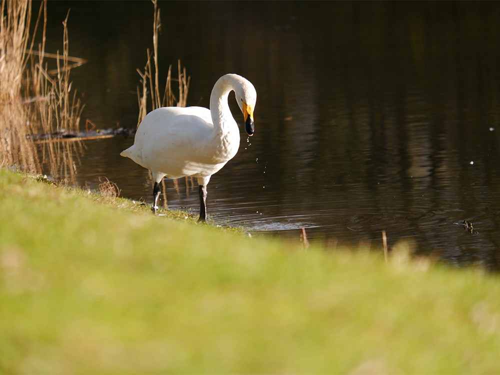 Wilde zwaan