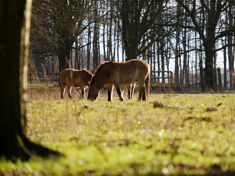 Przewalskipaarden