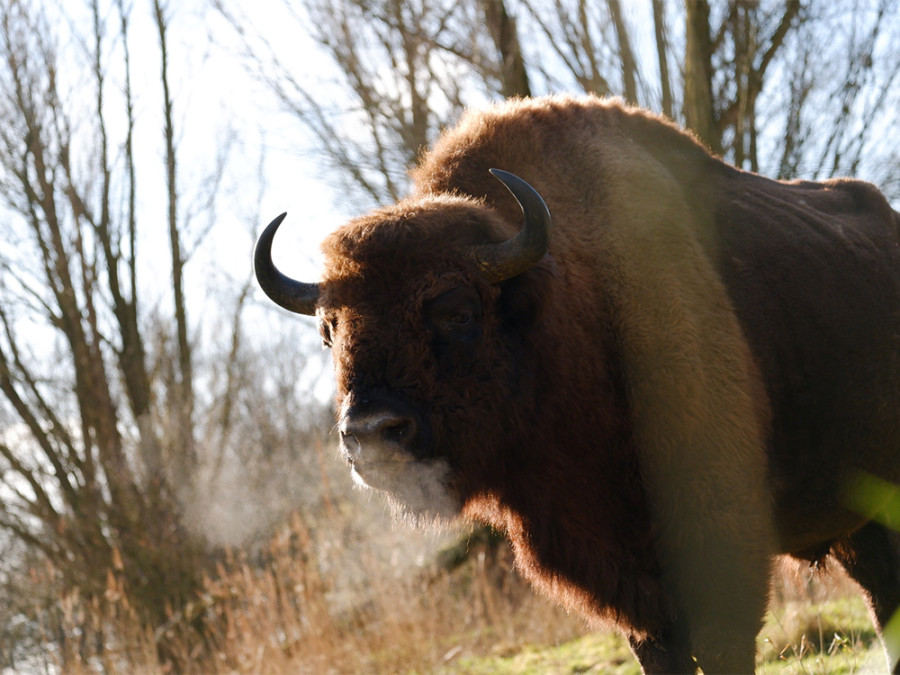 Wisent in Natuurpark Lelystad