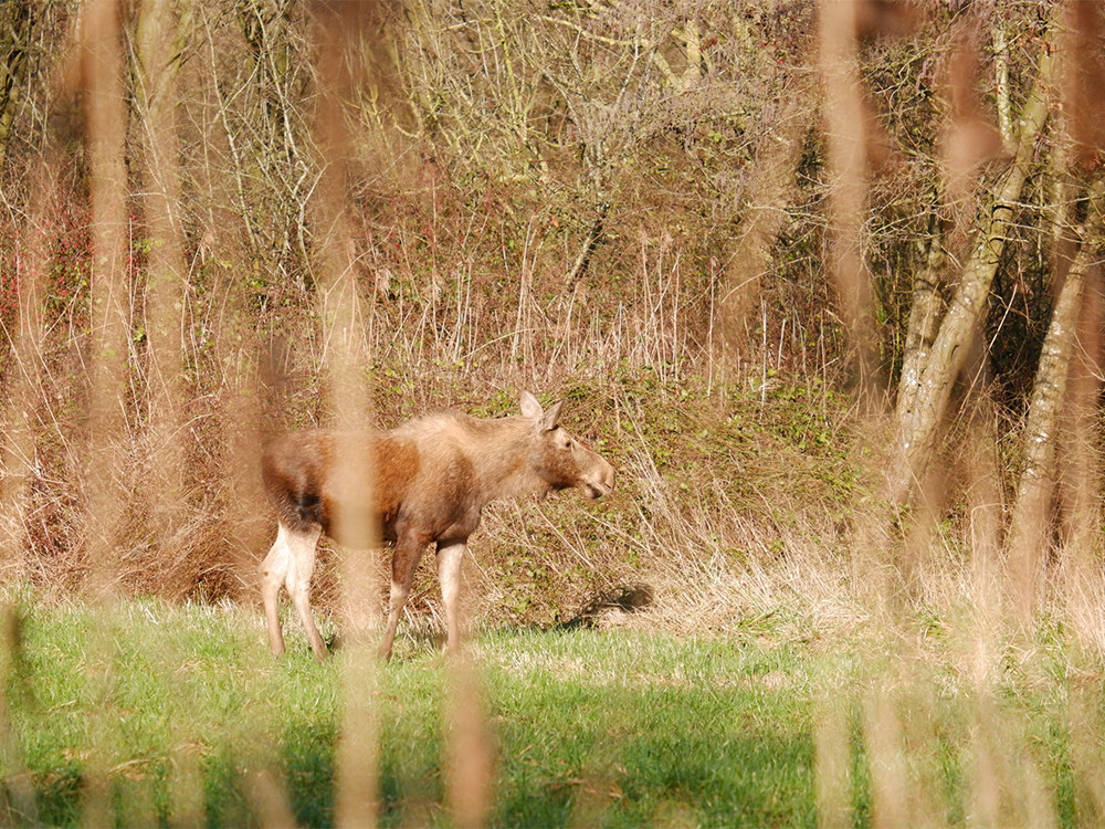 Eland in het natuurpark