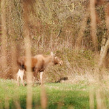 Afbeelding voor Natuurpark Lelystad