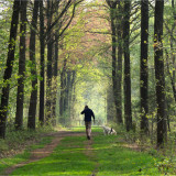 Afbeelding voor Vakantie met hond in België