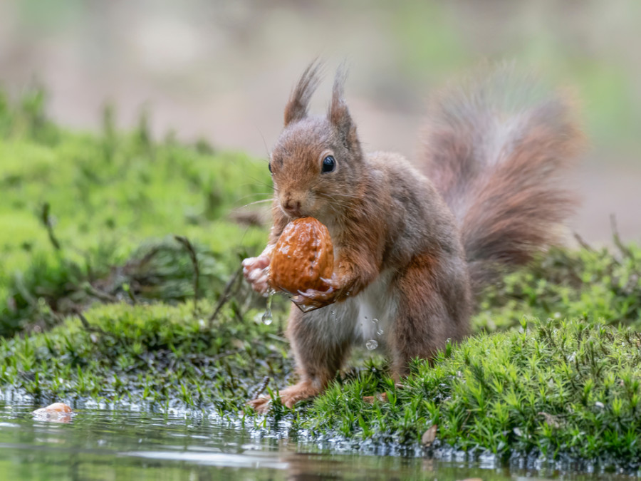 Herfst eekhoorn in het bos