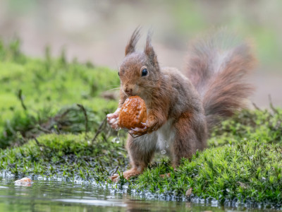Afbeelding bij Quiz natuur in Nederland