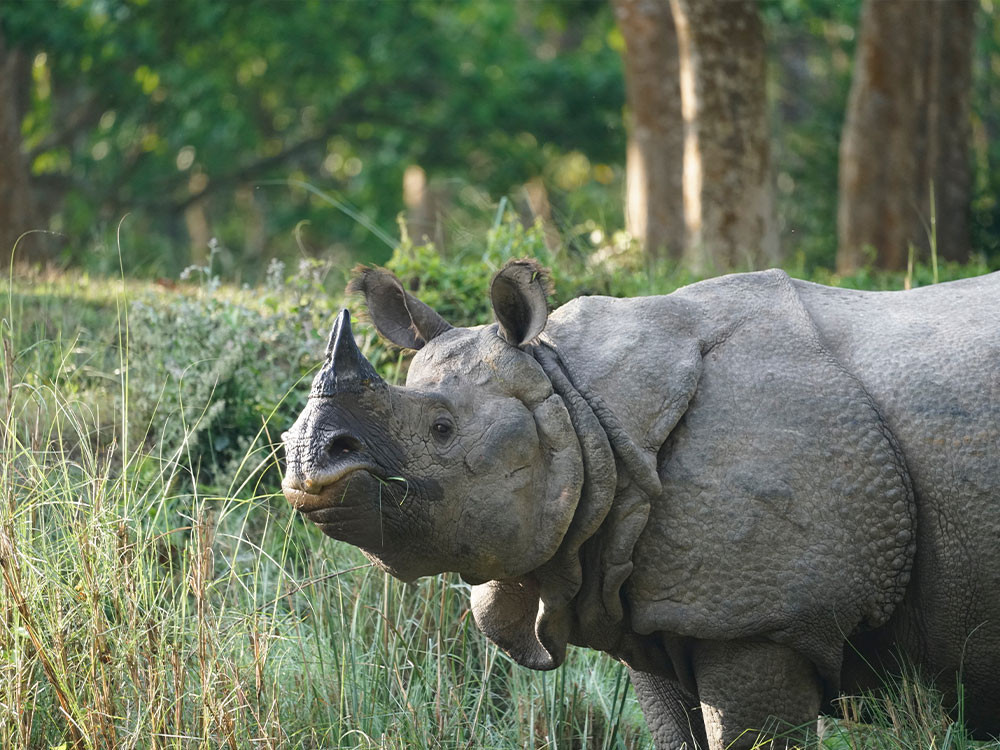 Neushoorn in het wild