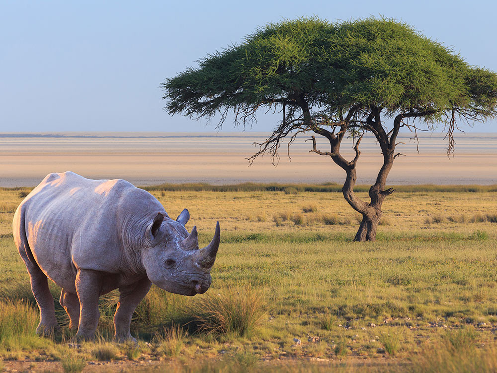 Neushoorn spotten tijdens een safari