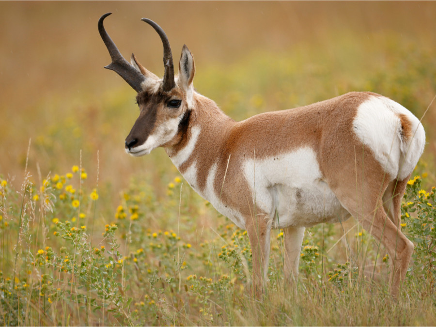 Gaffelantilope