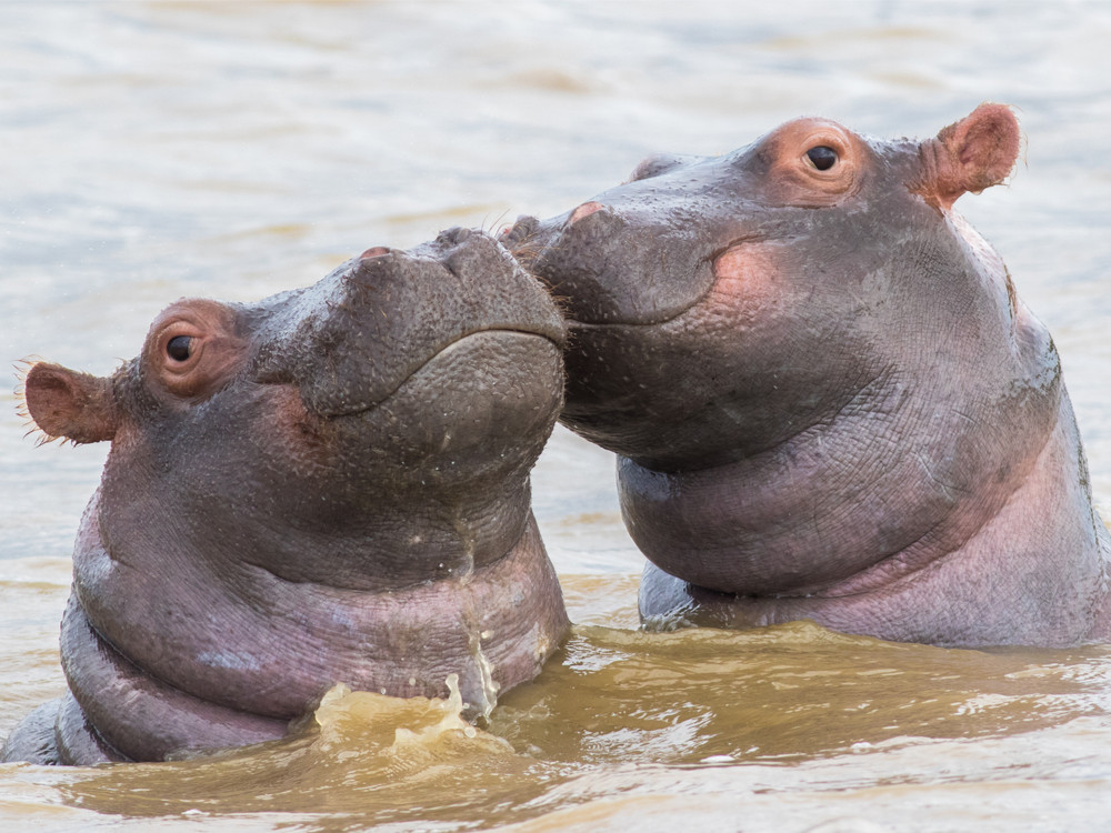 Nijlpaarden kalveren