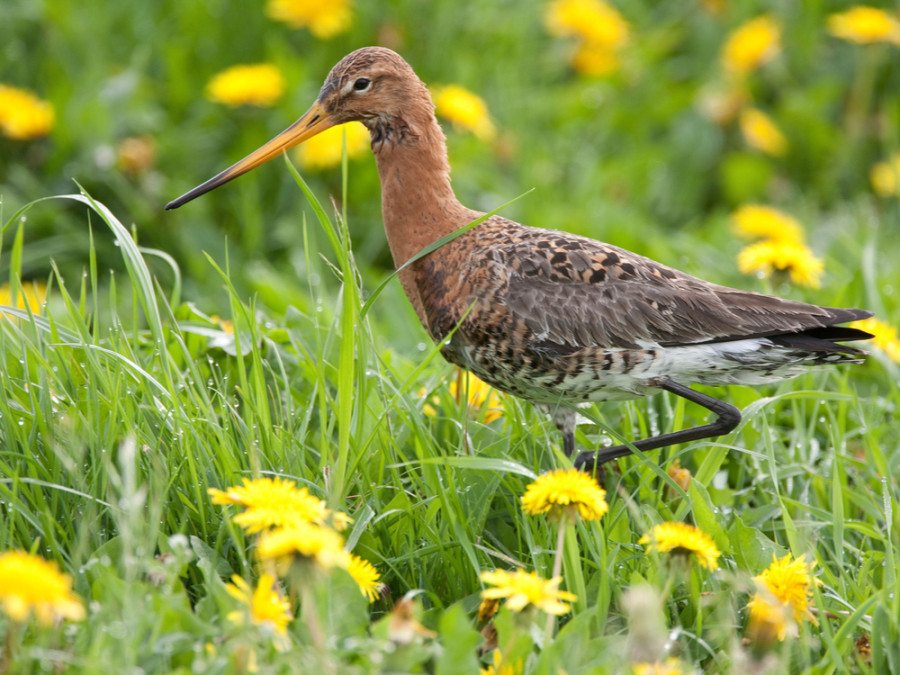 Vogels Alde Feanen