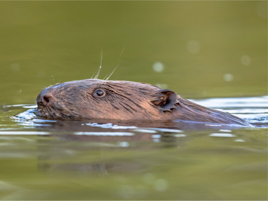 Bevers in de Biesbosch