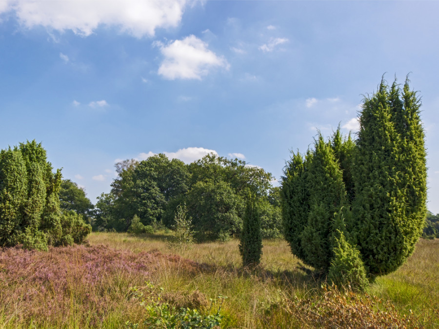 Buurserzand