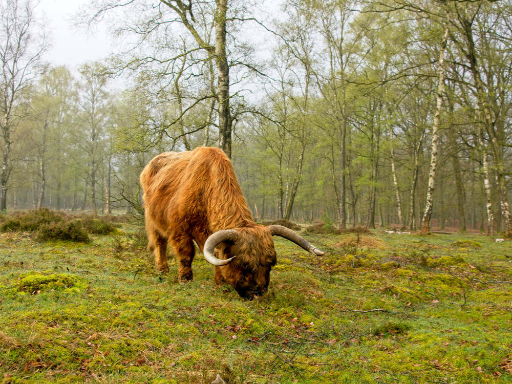 Grazer Deelerwoud