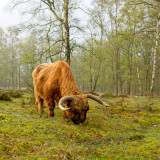 Afbeelding voor Deelerwoud