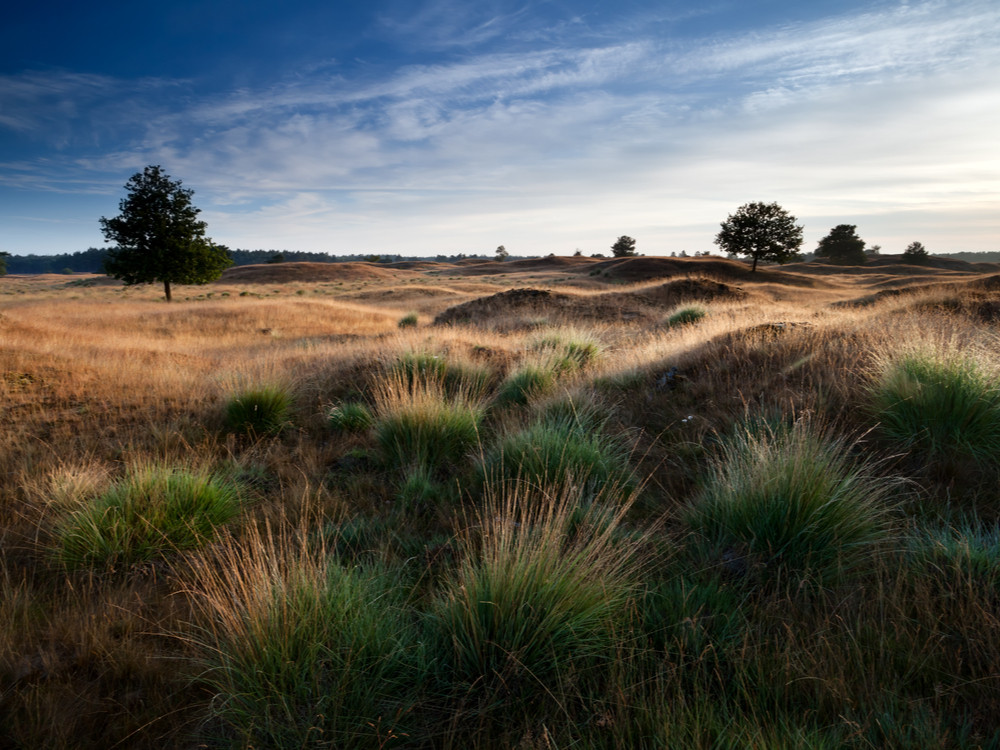 Drents-Friese Wold