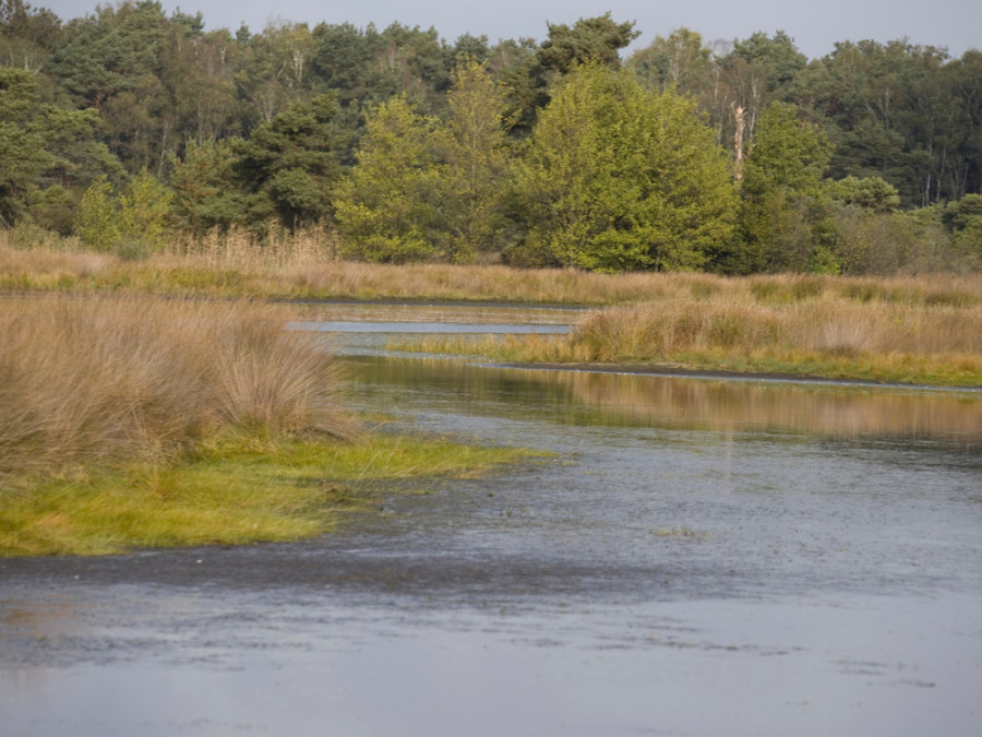 Buurserbeek