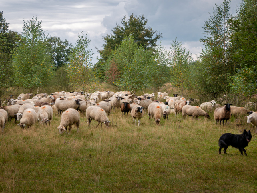 Schapen grazen in Haaksbergerveen