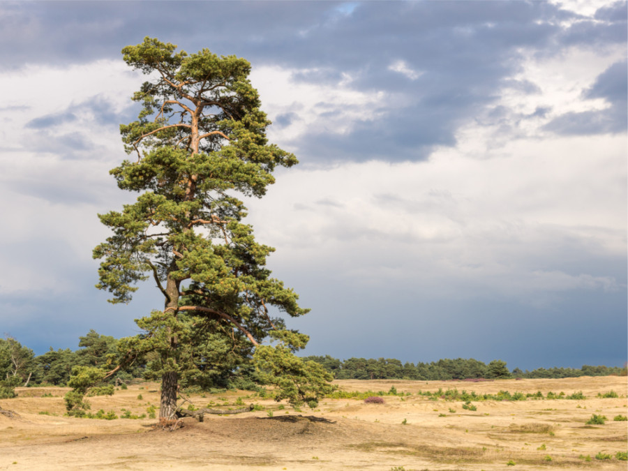 Natuur Hoge Veluwe