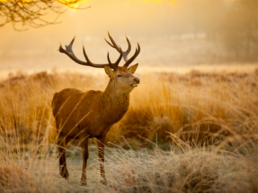 Nationaal Park Hoge Veluwe