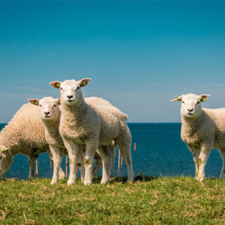 Afbeelding voor Het IJsselmeer