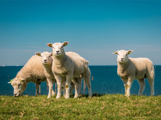 Afbeelding voor Het IJsselmeer