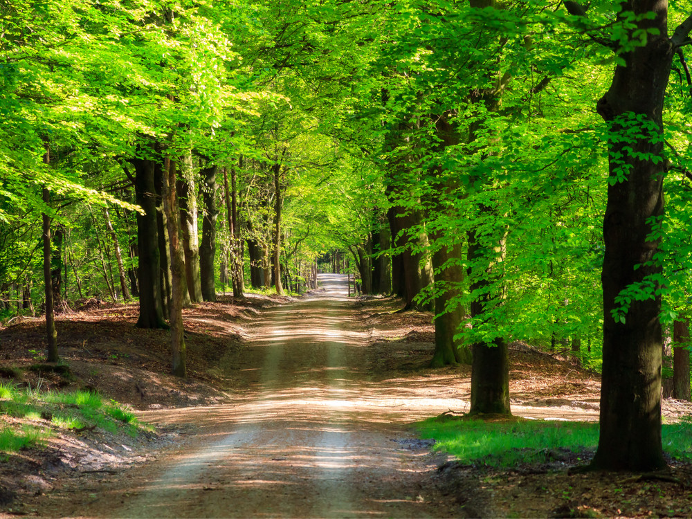 Wandelen Nederland