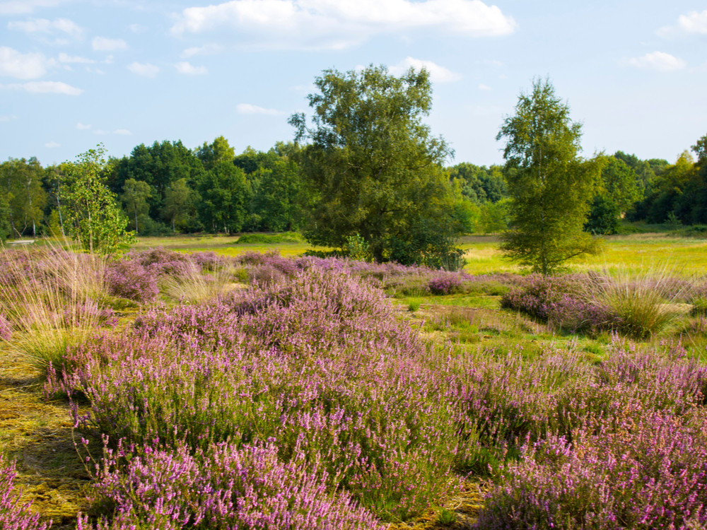 Maasduinen