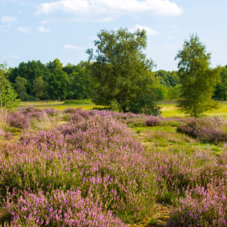 Afbeelding voor Maasduinen