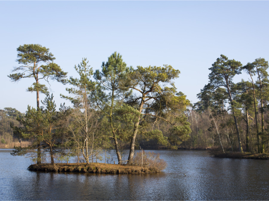 Bos bij Tilburg