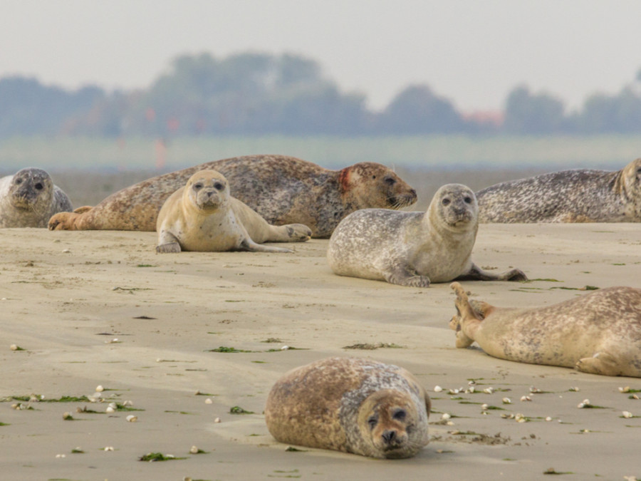 Dieren Oosterschelde