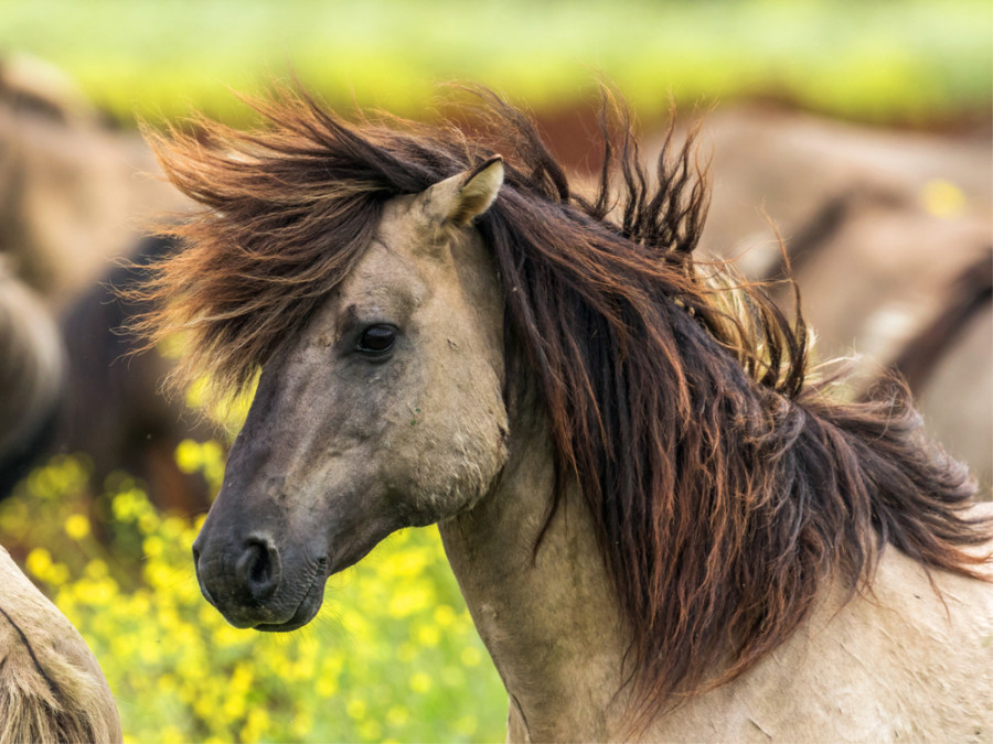 Konikpaard in de Oostvaardersplassen