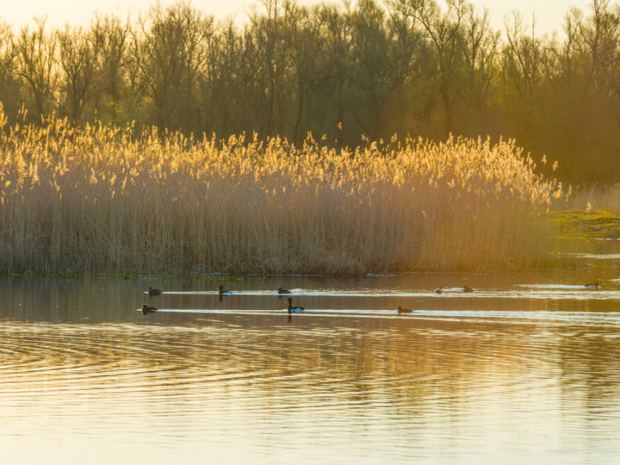 Vogels spotten Oostvaarders