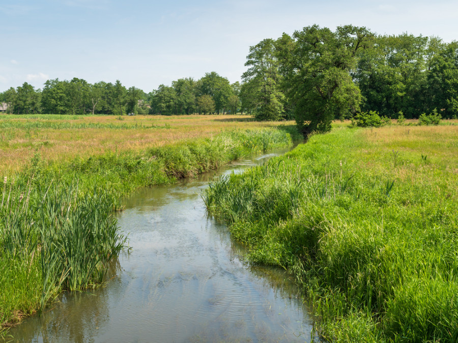 Beekje