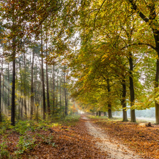 Afbeelding voor Natuur in Gelderland