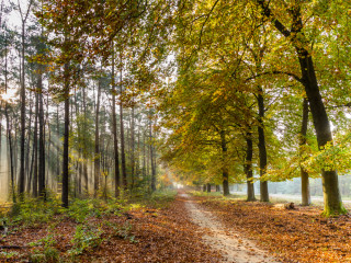 Afbeelding voor Natuur in Gelderland