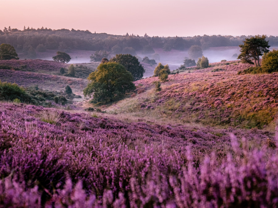 Paarse heide op de Veluwe