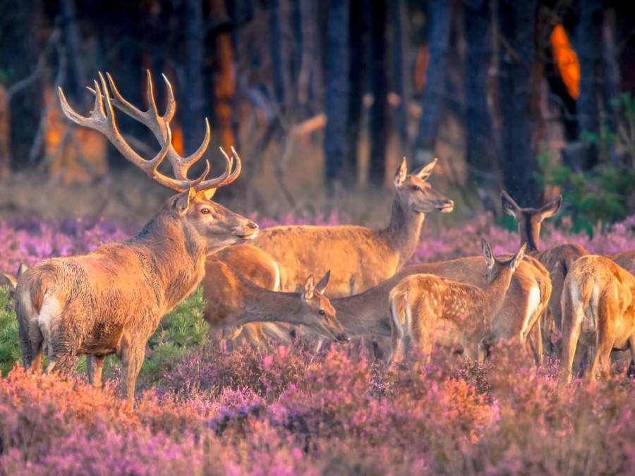 Natuur bij de Posbank