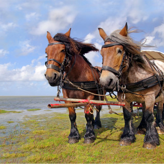 Afbeelding voor Schiermonnikoog