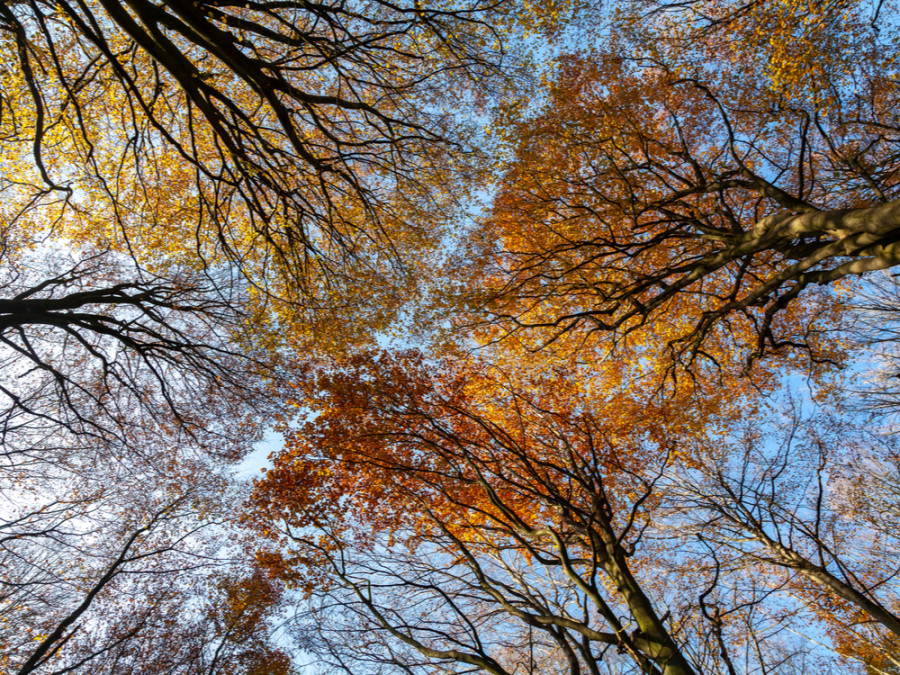 Speulderbos herfst