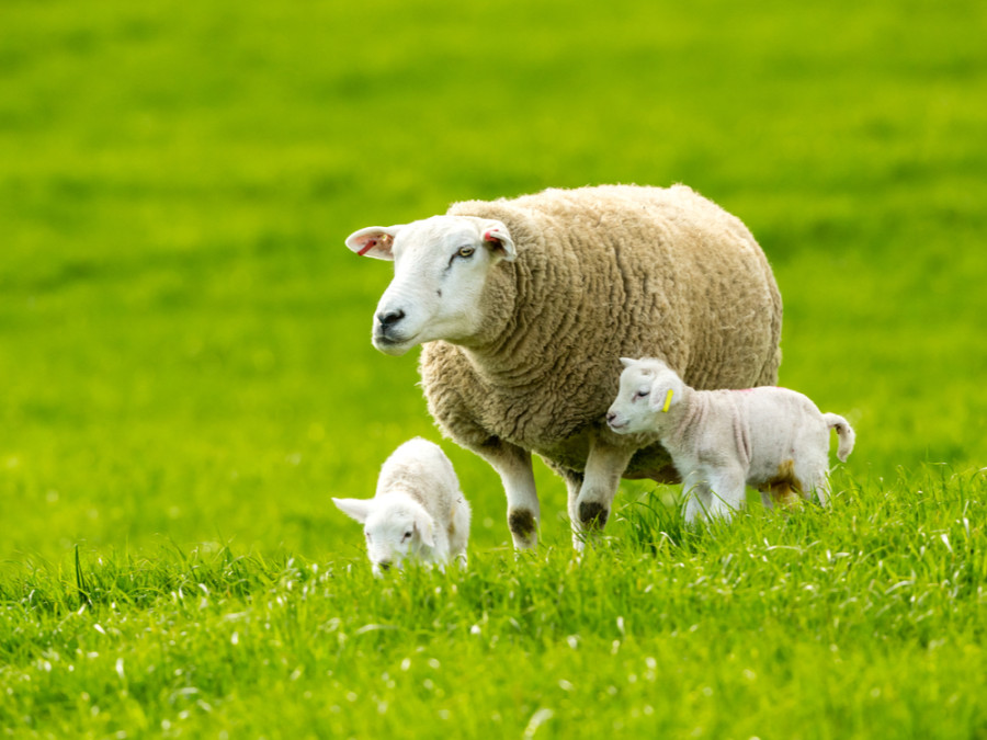 Schapen op de dijk