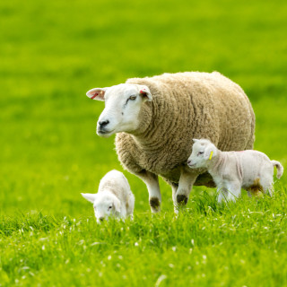 Afbeelding voor Bijzonder overnachten op Texel