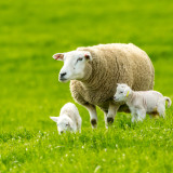 Afbeelding voor Bijzonder overnachten op Texel