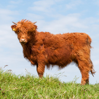 Afbeelding voor Tiengemeten