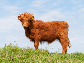 Afbeelding voor Tiengemeten