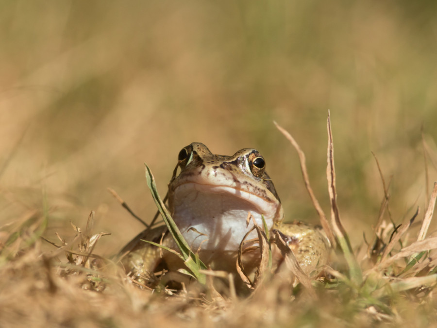 Haaksbergerveen amfibeën