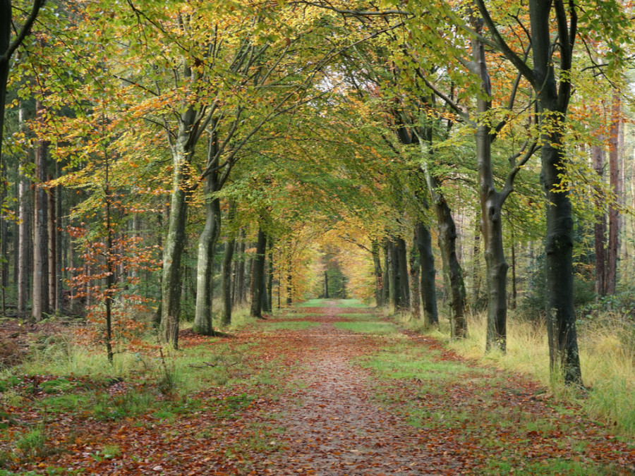 Bossen op de Utrechtse Heuvelrug