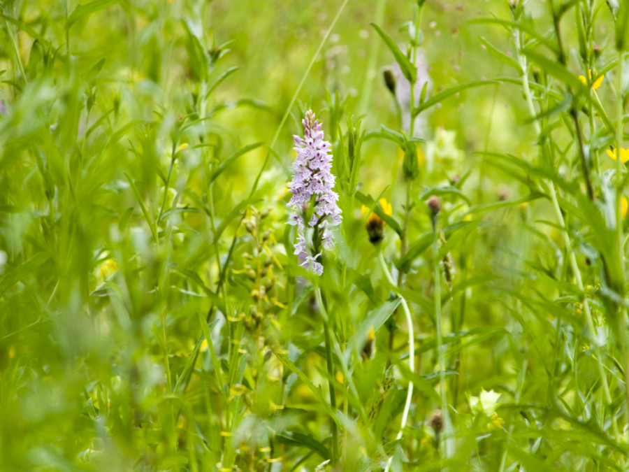 Natuur rond Valkenburg