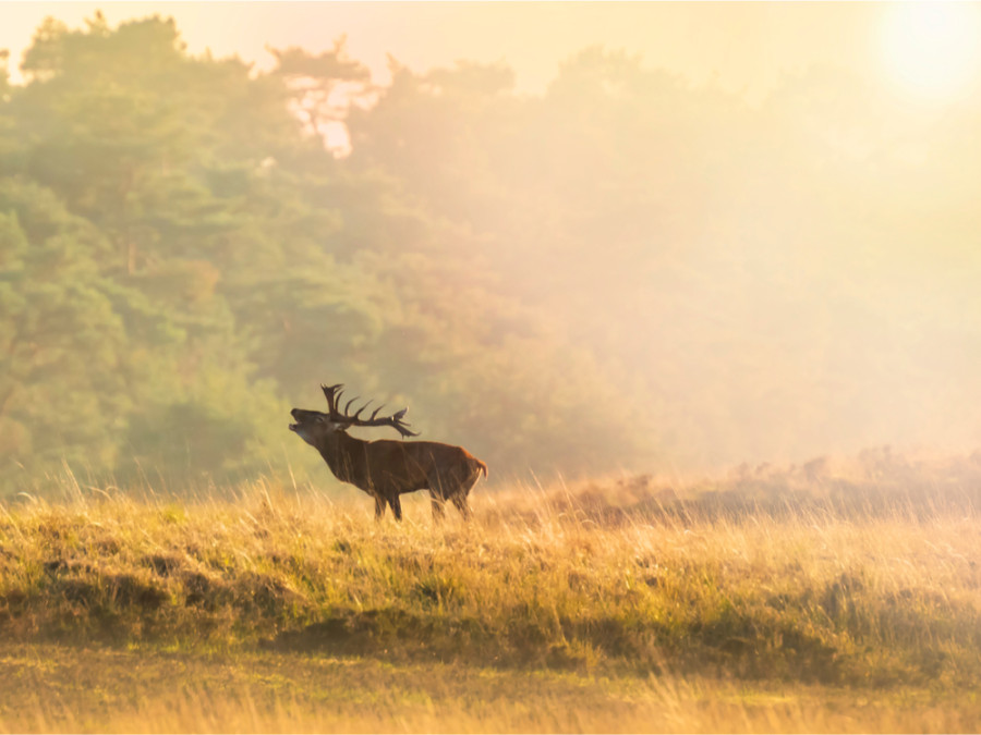 Edelherten op de Hoge Veluwe